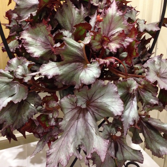 B. ‘Harmony’s Diamond Swirl’